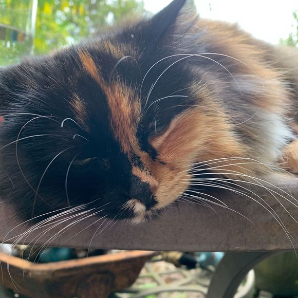 Meet your Posher, Tula - Picture 1 of 1